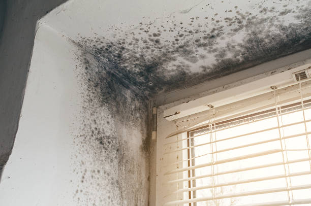 Affordable Mold Cleanup solutions in Hooversville, PA